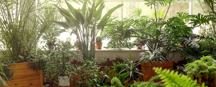 Gröna växter i ett fönster