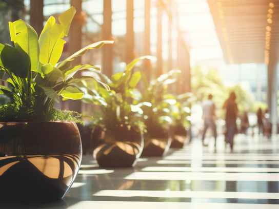 Gröna växter i stora krukor i ett kontorslandskap med många stora fönster