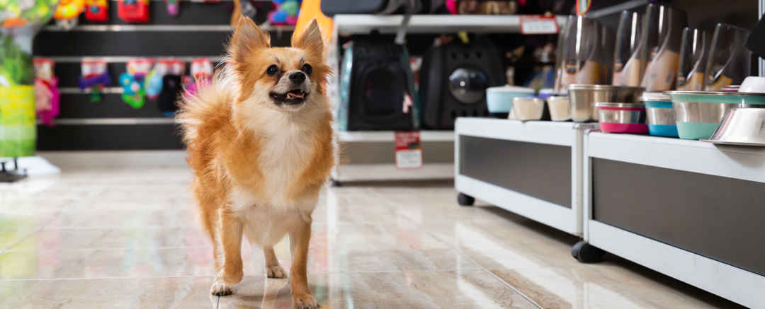 Hund i djuraffär