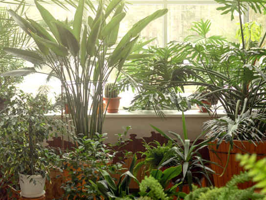 Gröna växter i ett fönster