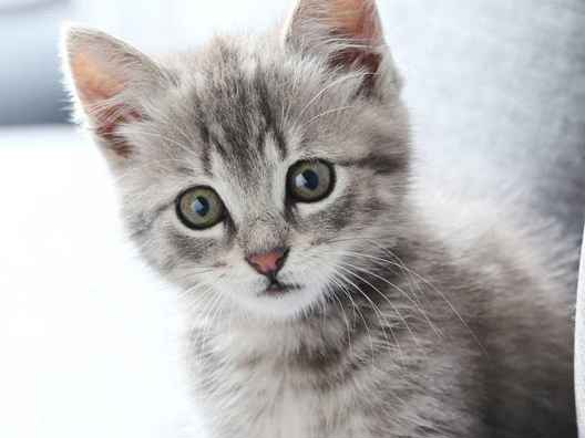 Kattunge