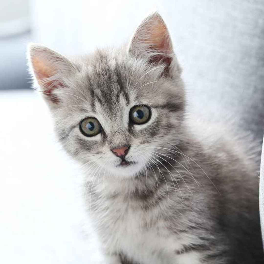 Kattunge