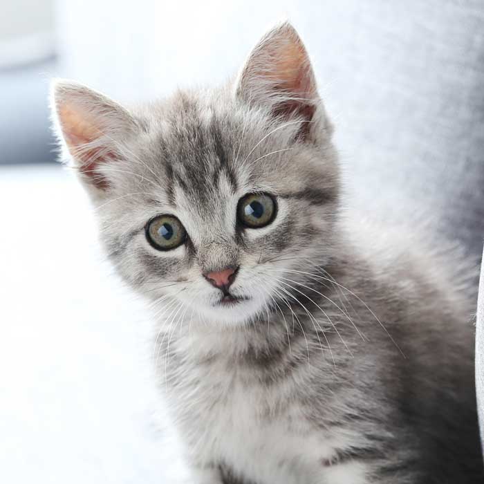 Kattunge