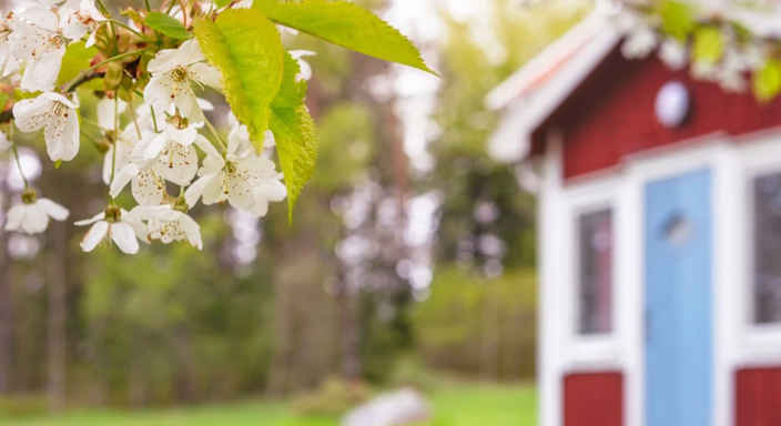 Fritidshus med vårblommor