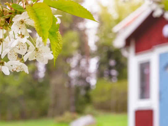 Fritidshus med vårblommor